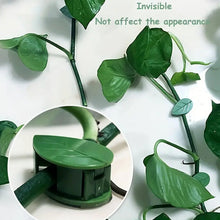 Plant Climbing Wall Fixture Clip (30 Pcs Set)